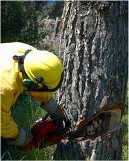 boise valley tree trimming tree removal