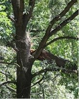 Boise valley tree trimming emergency tree service