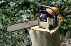 Boise Tree Service|Stump Removal